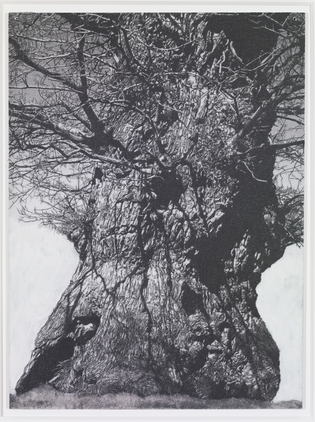 La chêne de Coglée, Ille et Vilaine ( dessin ), 2013