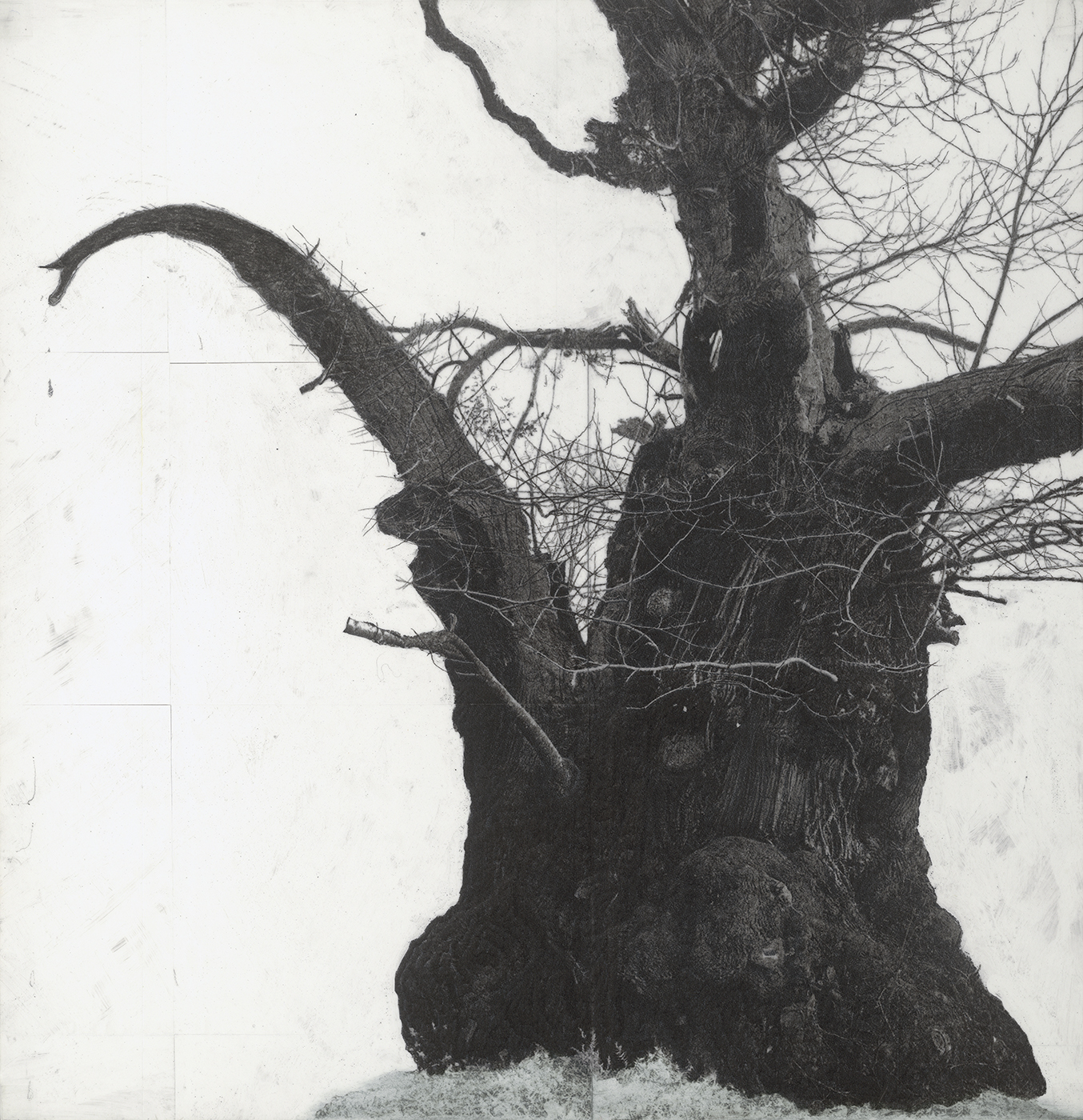 Drawing of old trees on wintry days during 2007-2014 _C, 2007-2014