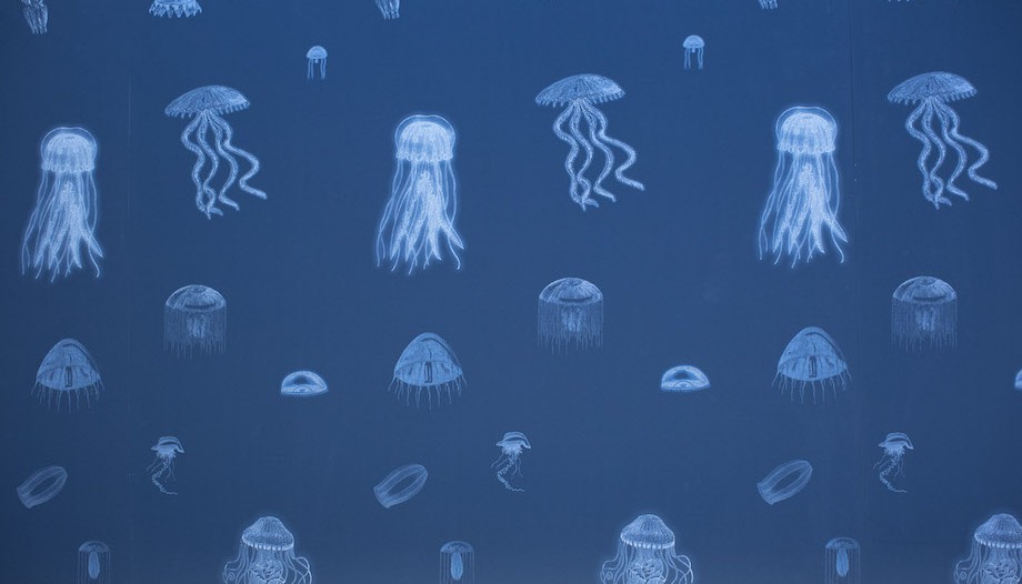 Mark Dion - Exhibition view - The Trouble with Jellyfish - Le Laboratoire, Cambridge (USA), 2015